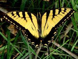 Eastern Tiger Swallowtail