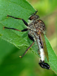 White-tailed Robber Fly