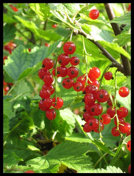 Red Currant