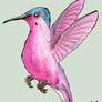 Pink hummingbird