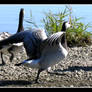 Barnacle geese trio