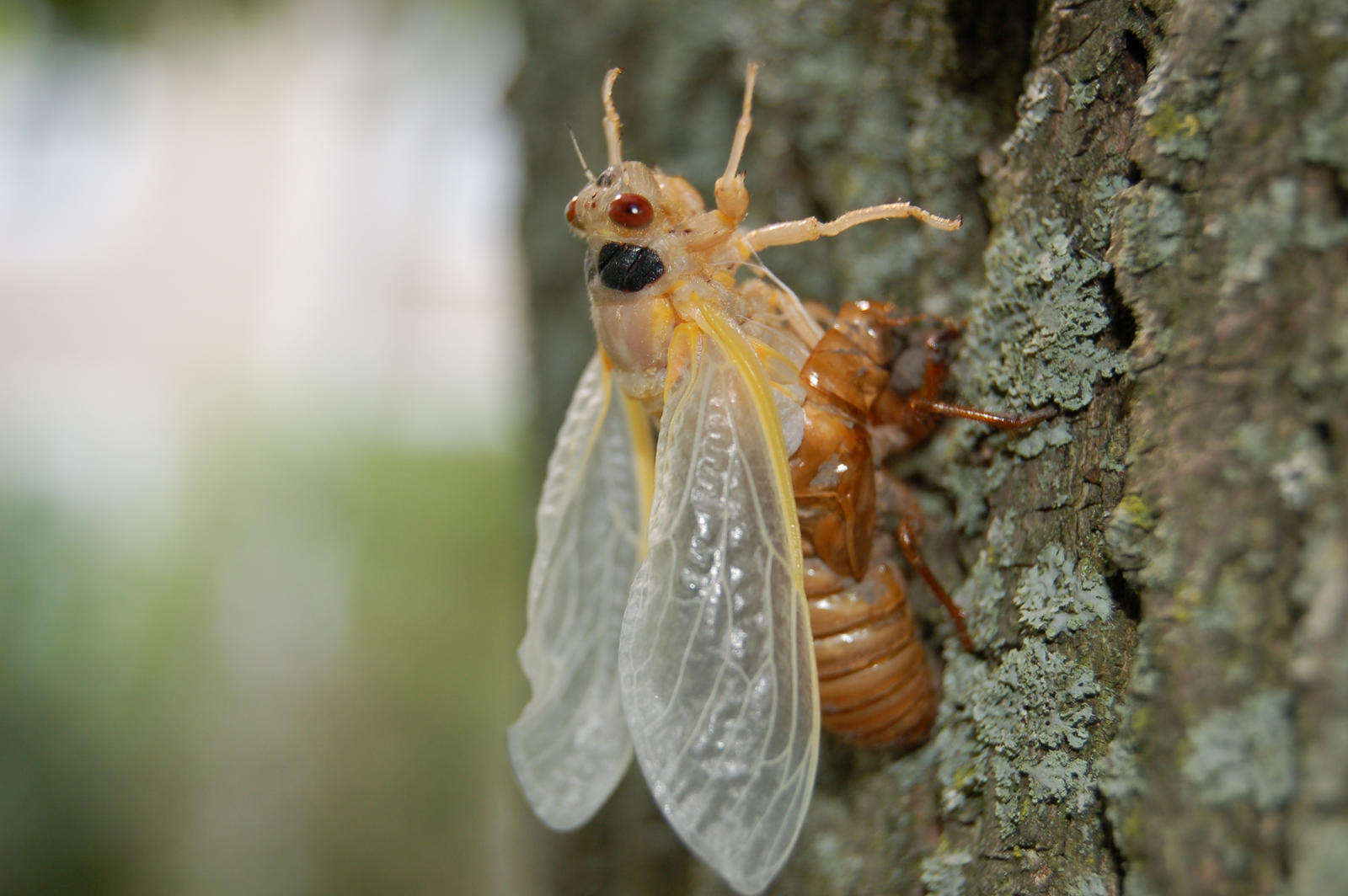 17-Year Cicada II