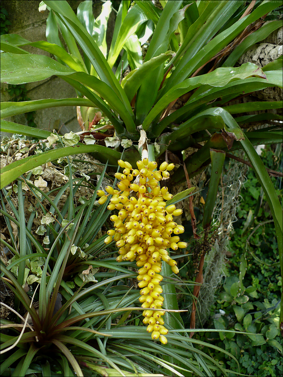 Aechmea Capixobae