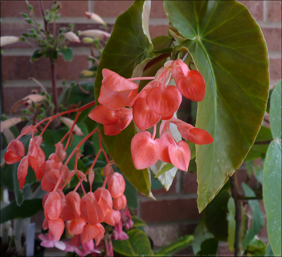 Angel Wing Begonia