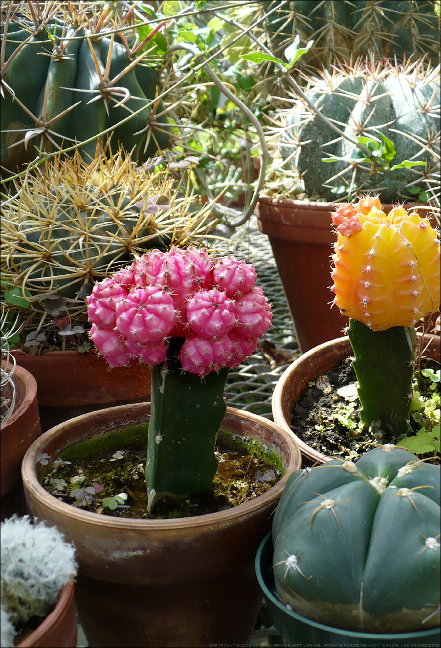 Gymnocalycium Graft