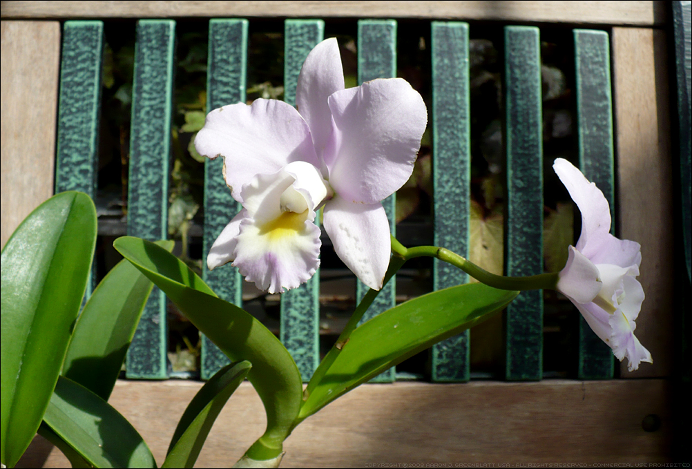 Orchid 'Hihimanu' Puppy Love