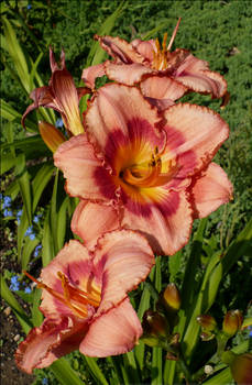 Strawberry Shortcake Daylilies