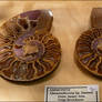Ammonite Russia