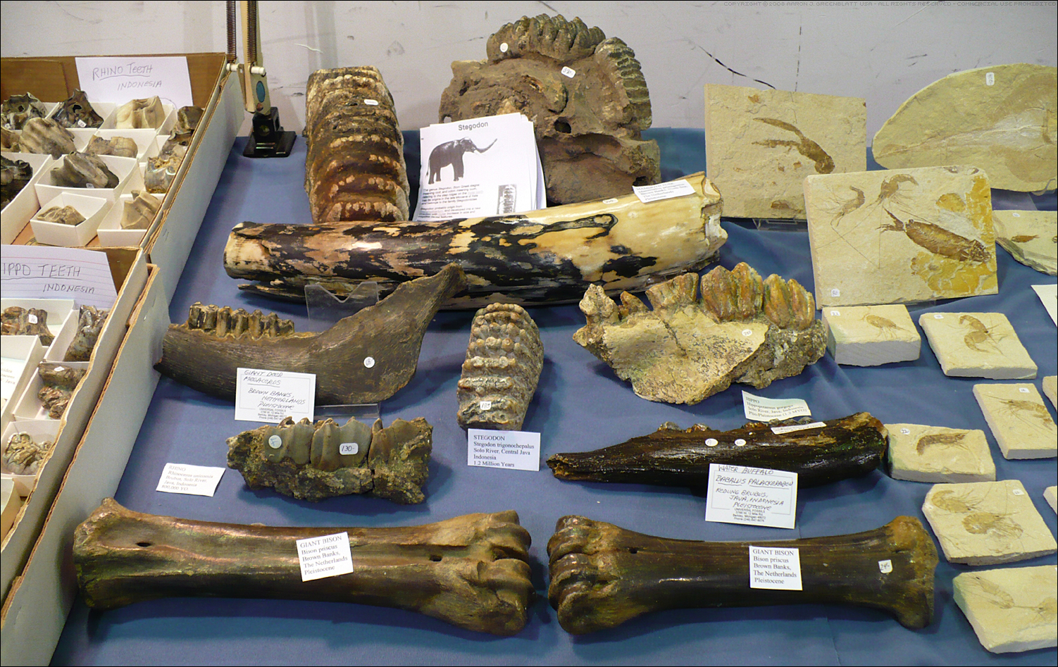 Fossil Table