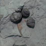 Trilobites Flexicalymene meeki