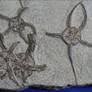 Fossil Starfish Closeup