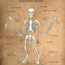 Avian Human Skeleton