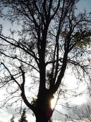 winter branches