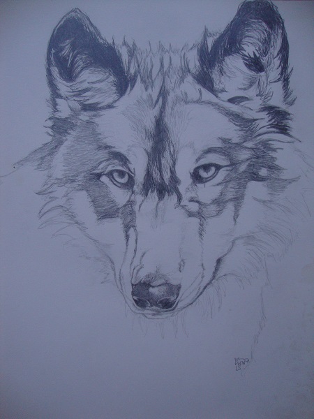 Wolf Sketch