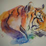 Rainbow Tiger