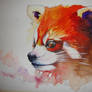 Red Panda