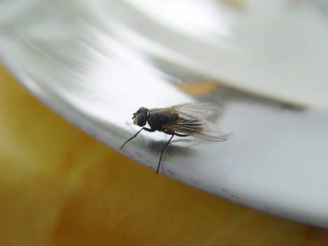Fly on a Plate