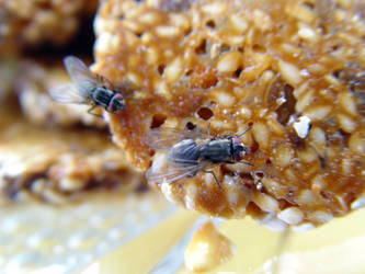 Flys love Cookies