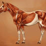 Horse Muscles Reference