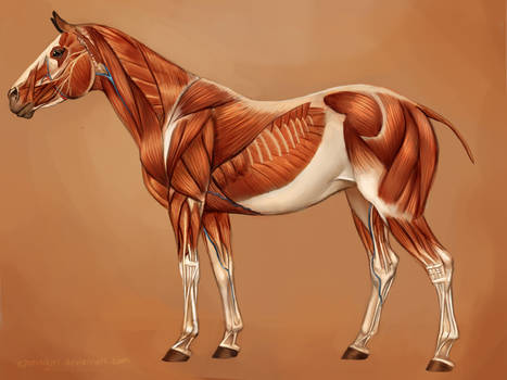 Horse Muscles Reference