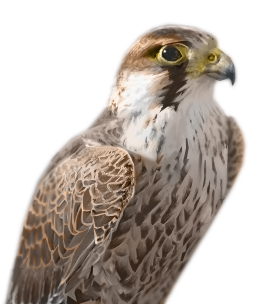 Falcon