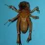 Potato Bug