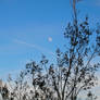Another Daytime Moon