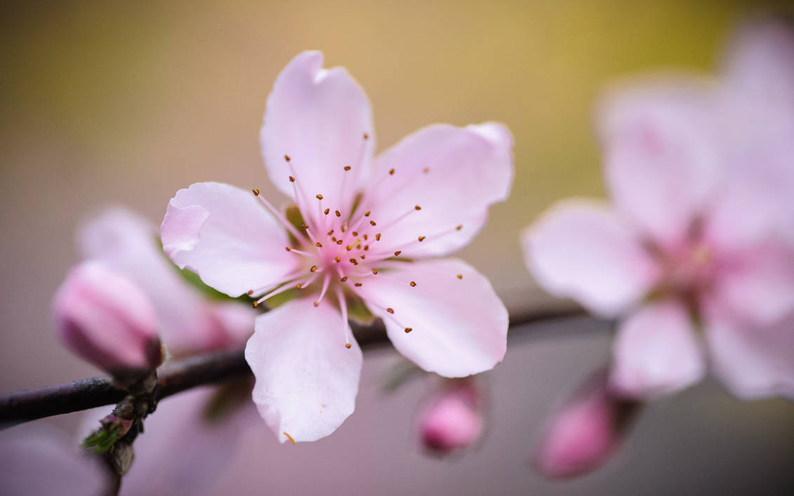 Peach blossom 4 карон. Peach Blossom цветок. Цветение персика. Сакура цветок крупным планом.