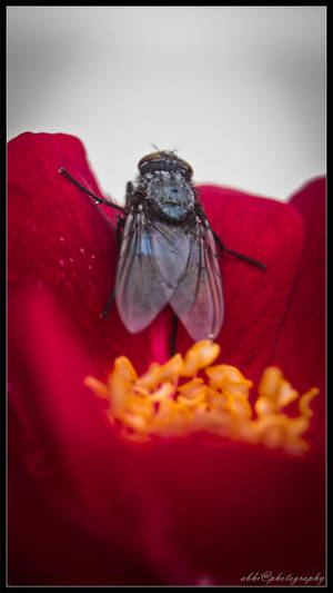 Fly Resting