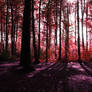 The bleeding forest