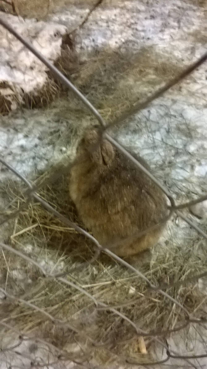 Rude Bunny! by WinxPossible on DeviantArt