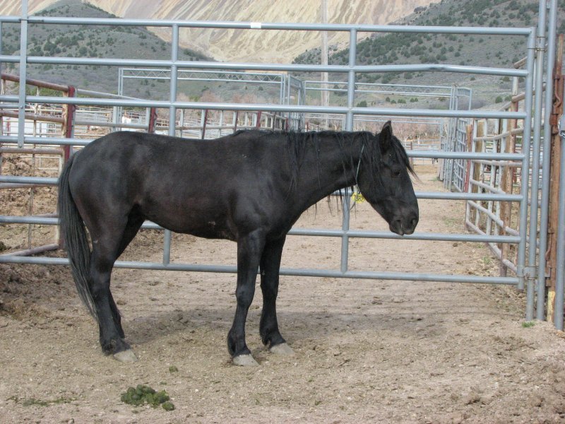Black Mustang B