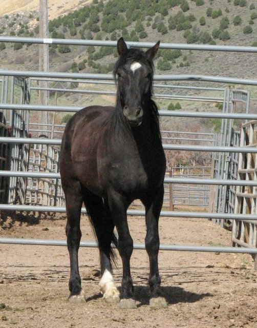 Black Sock Star Mustang