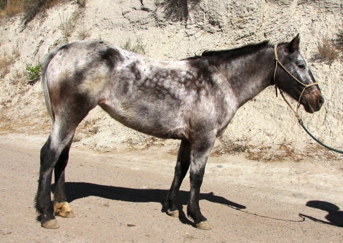 Appaloosa Mustang