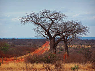 Baobab