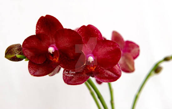 Phal Haur Jih Fancy - Pine Ridge Orchids