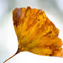 Yellow Ginkgo Leaf