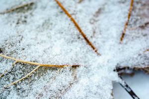 Snow Leaf