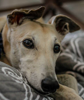 Portrait of a Greyhound