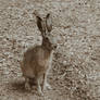 A Hare. Kislovodsk National Park 12