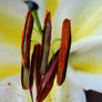 Long Lilly Stamens