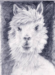 No.........It's NOT  a Llama, it's an Alpaca.