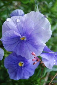 Two Dewy Pansies