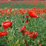 Pretty Poppies