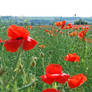 Pretty Poppies 2