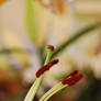 Weeping Stamen