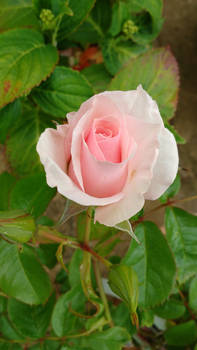 A Rose in my Garden Today