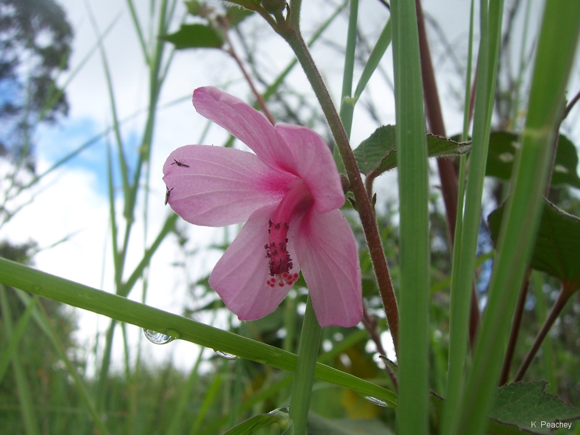 Pink Flower with bugs