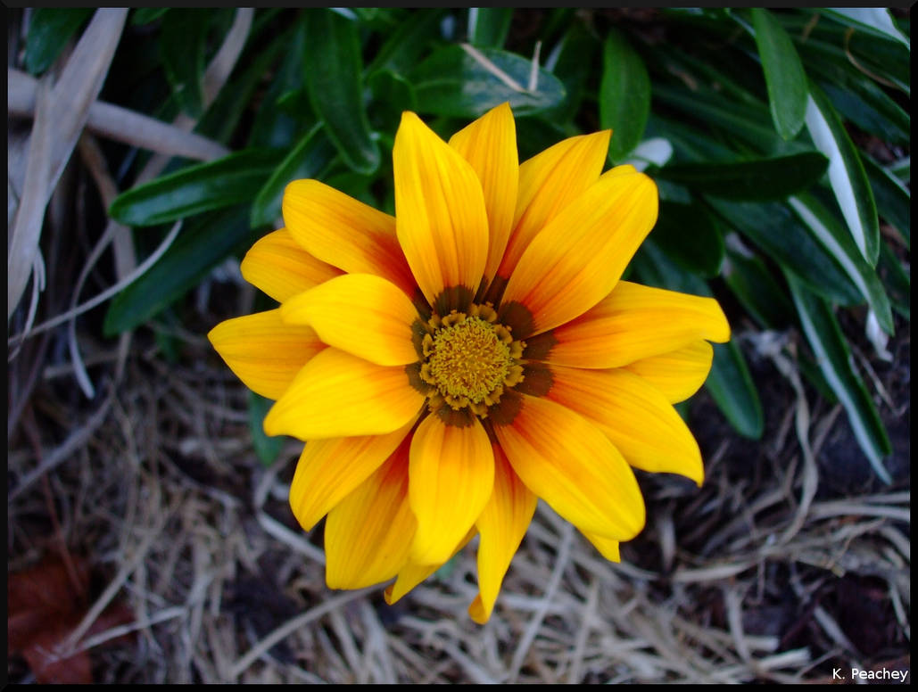 Yellow Flower Birds-eye by p858snake on DeviantArt