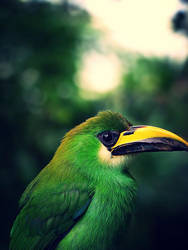 Emerald Toucanet